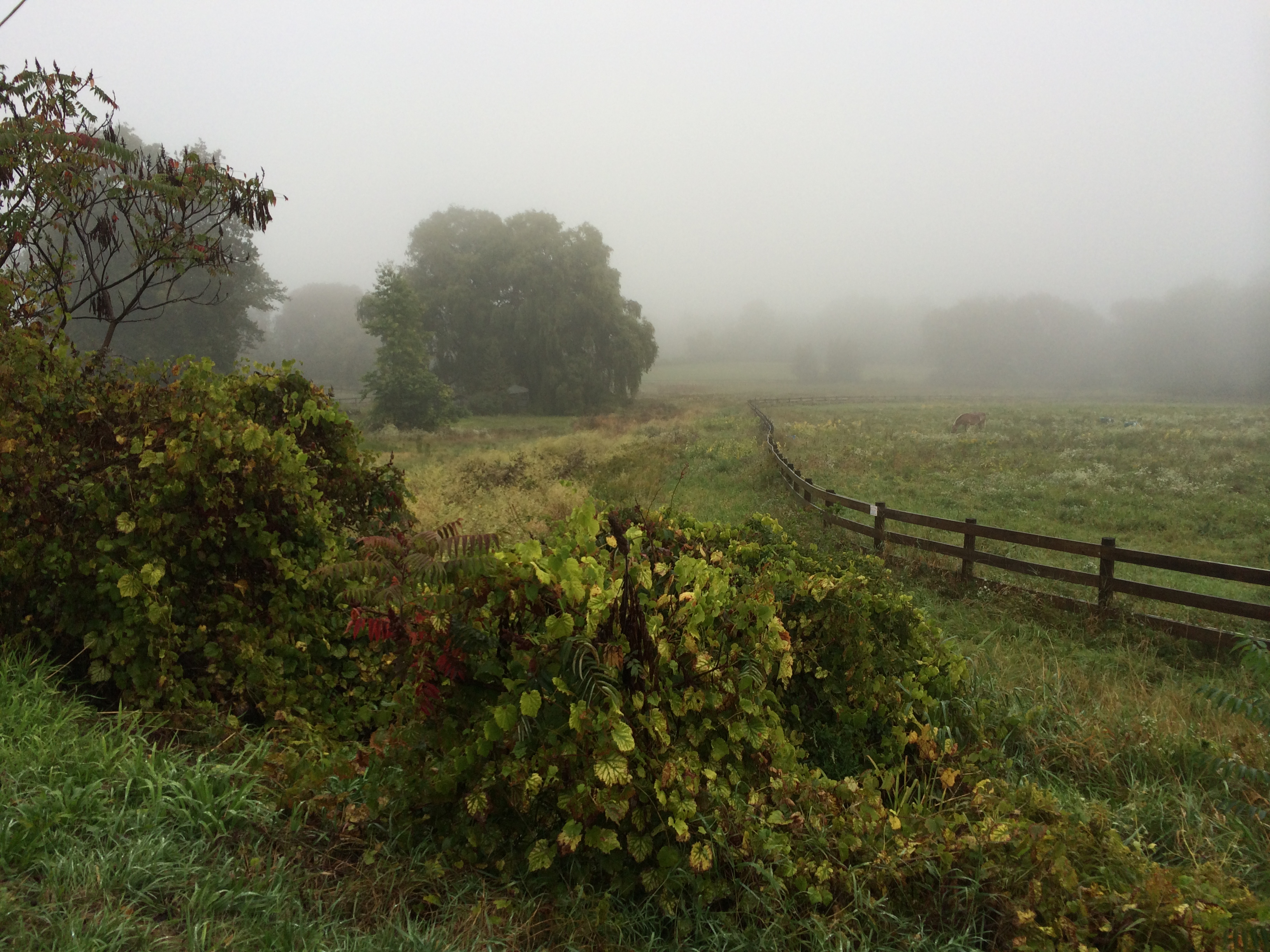 Horse browsing in Keats'