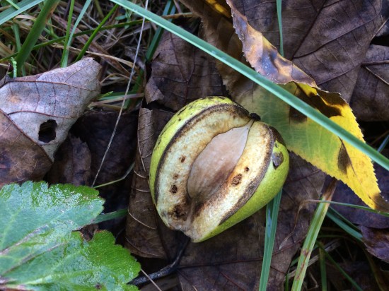Shagbark hickory awaiting an herbivore.