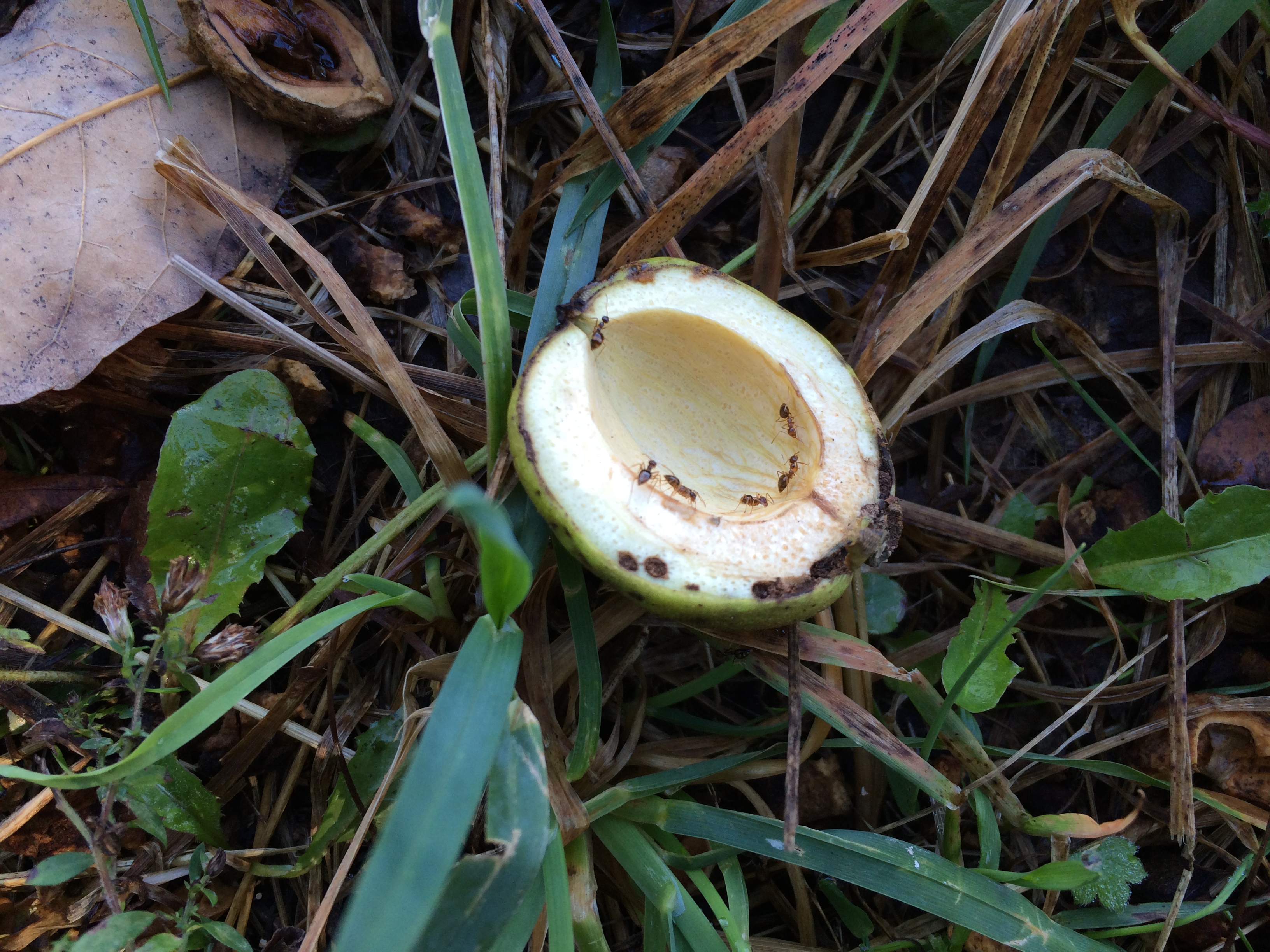Ants investigate the inside of a hickory shell.