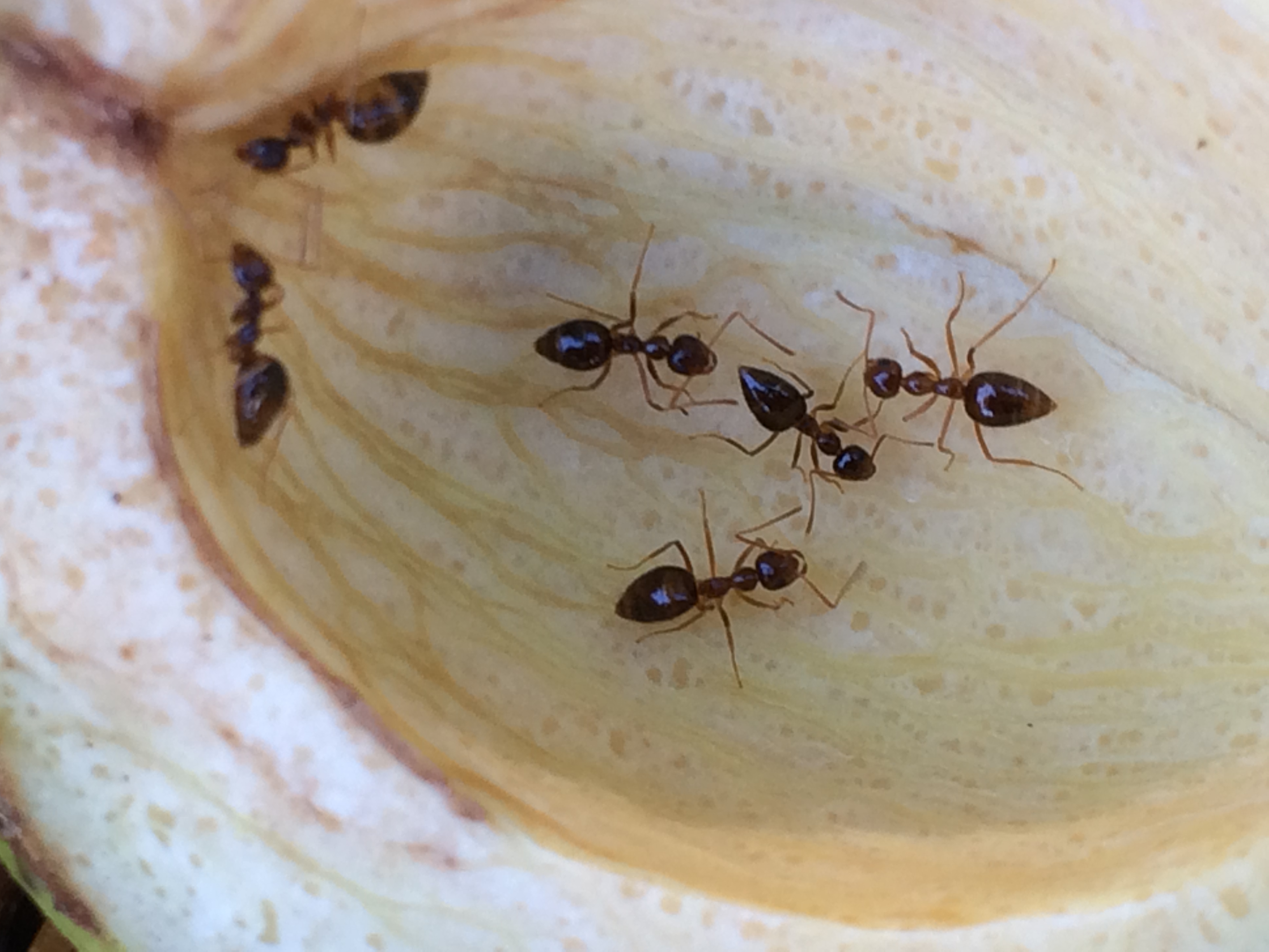 Ants in close contact as they explore the inside of the shell.