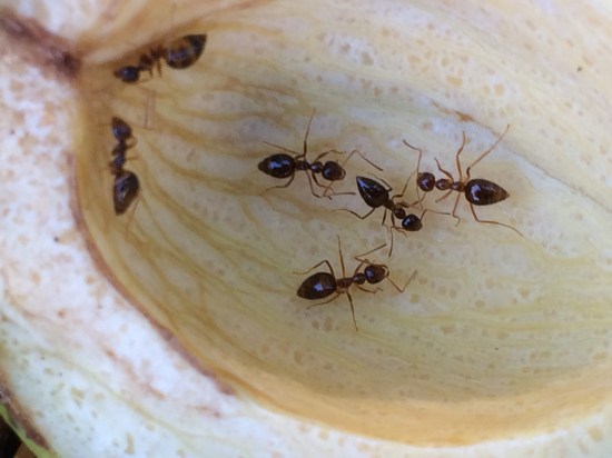 Ants in close contact as they explore the inside of the shell.