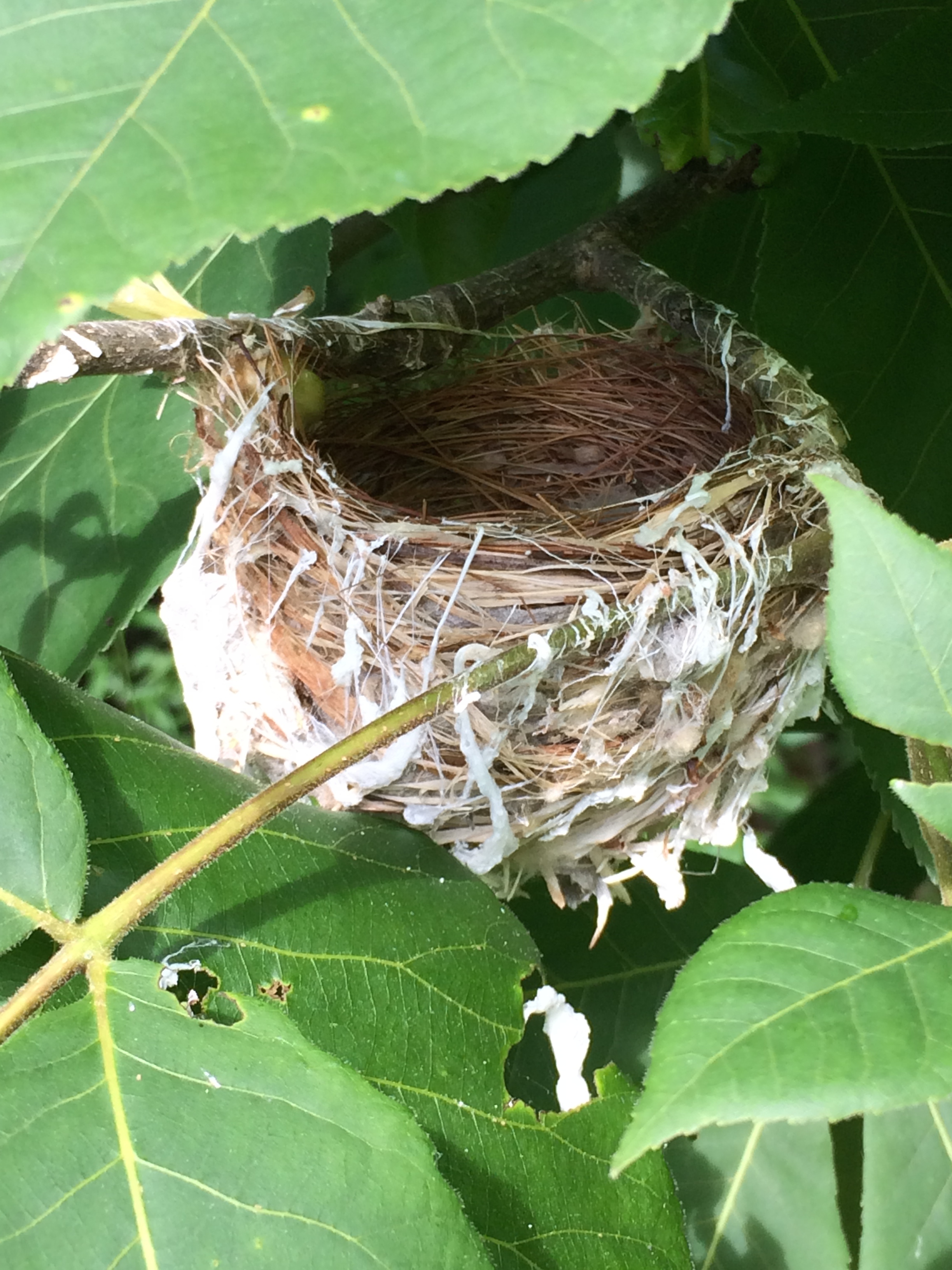 The nests are empty.