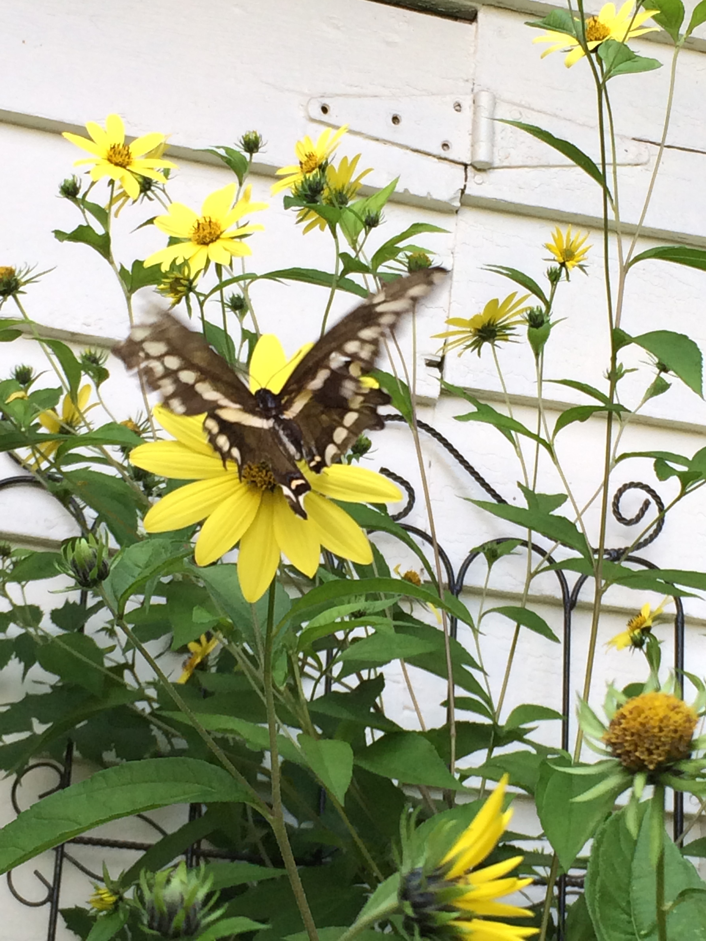 Helianthus (perennial sunflower) and butterfly.