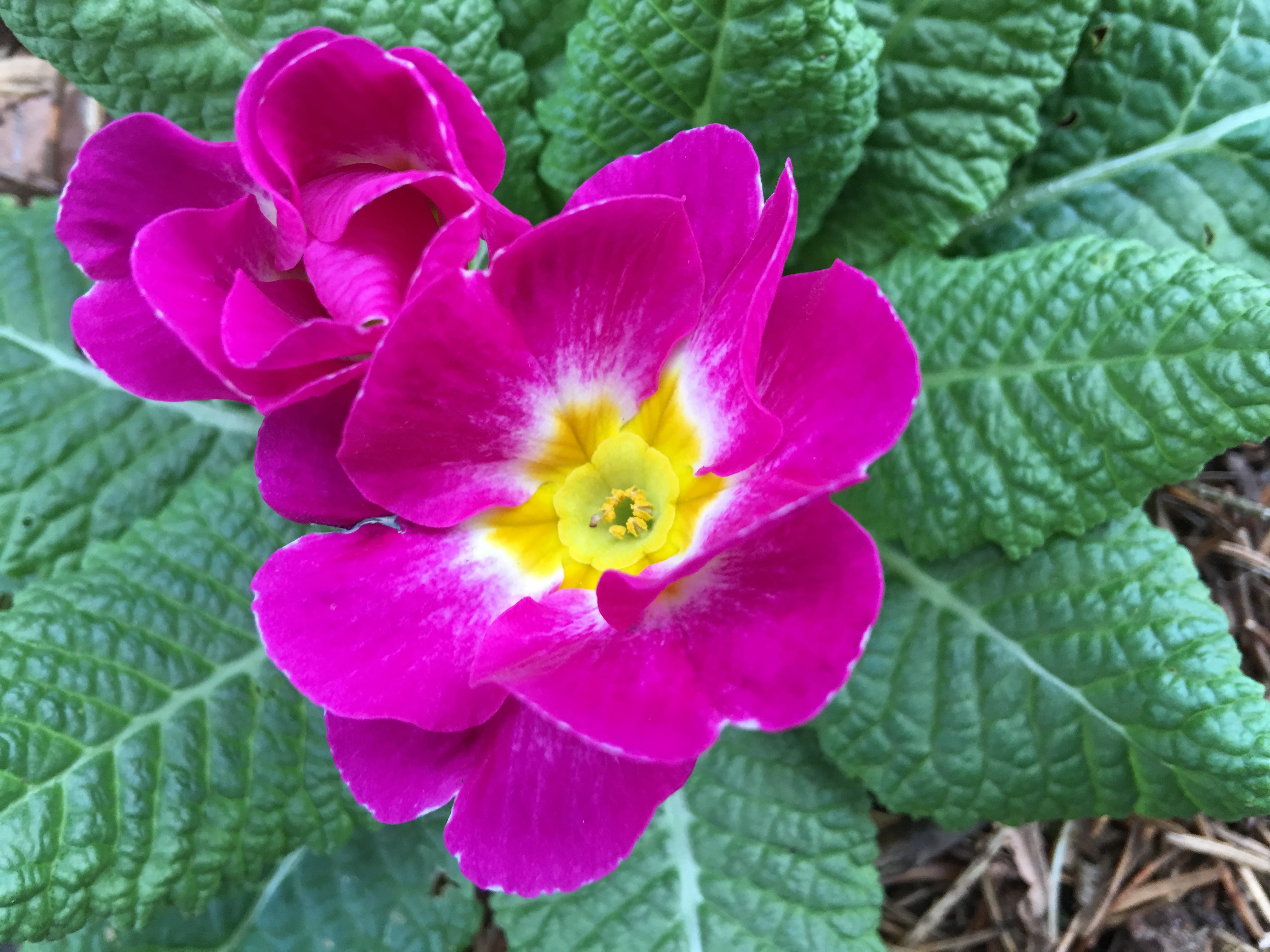 The primrose in the noon sun.