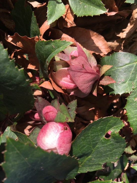Buds and foliage of the hellebore.