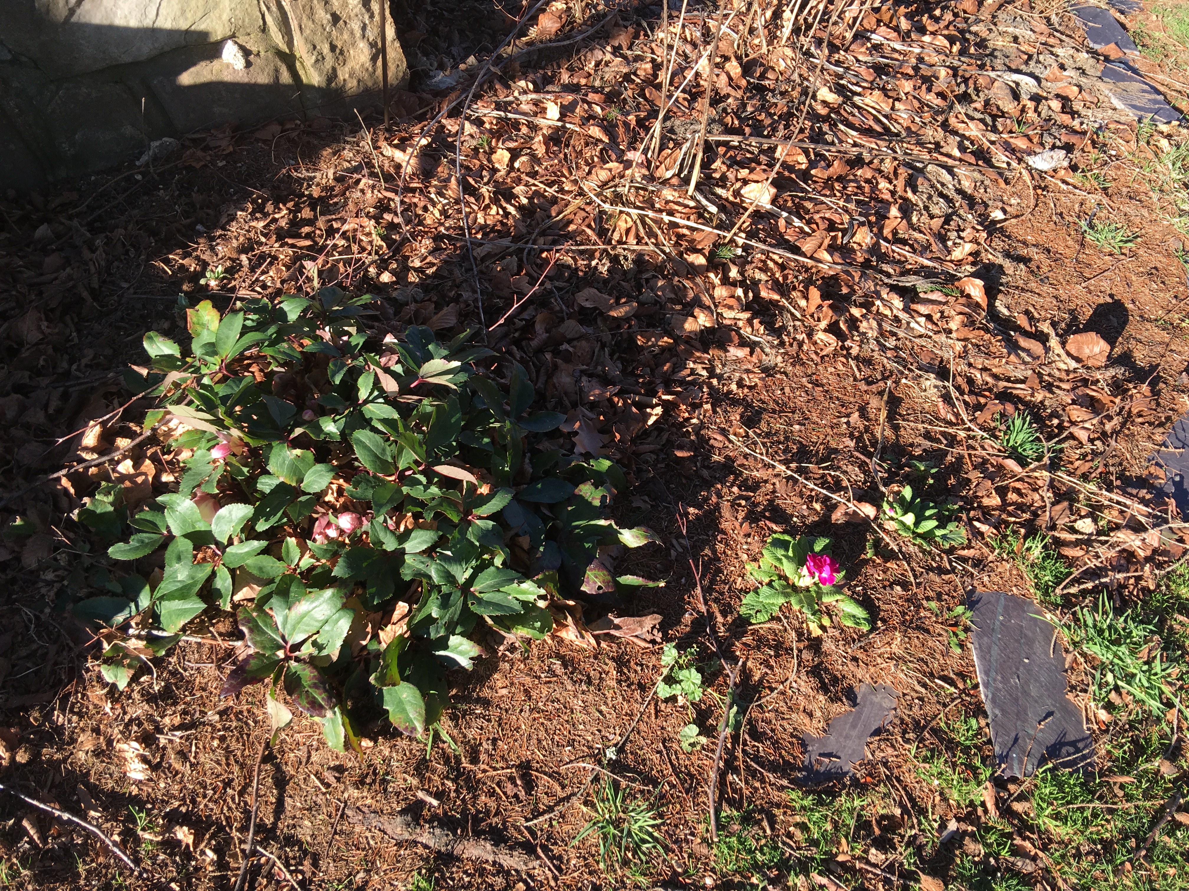 The primrose and the hellebore.