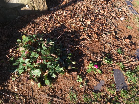 The primrose and the hellebore.