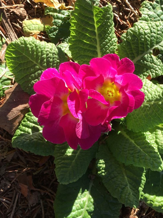 The primrose on January 3, 2016.