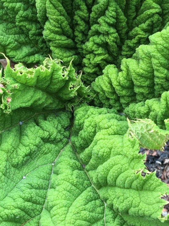 Gunnera Cornwall IMG_0880