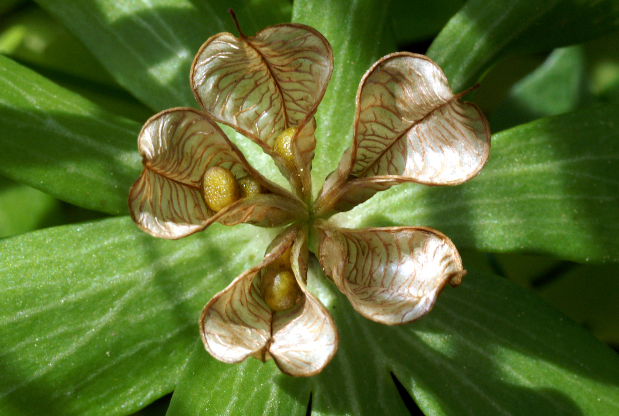 KONICA MINOLTA DIGITAL CAMERA