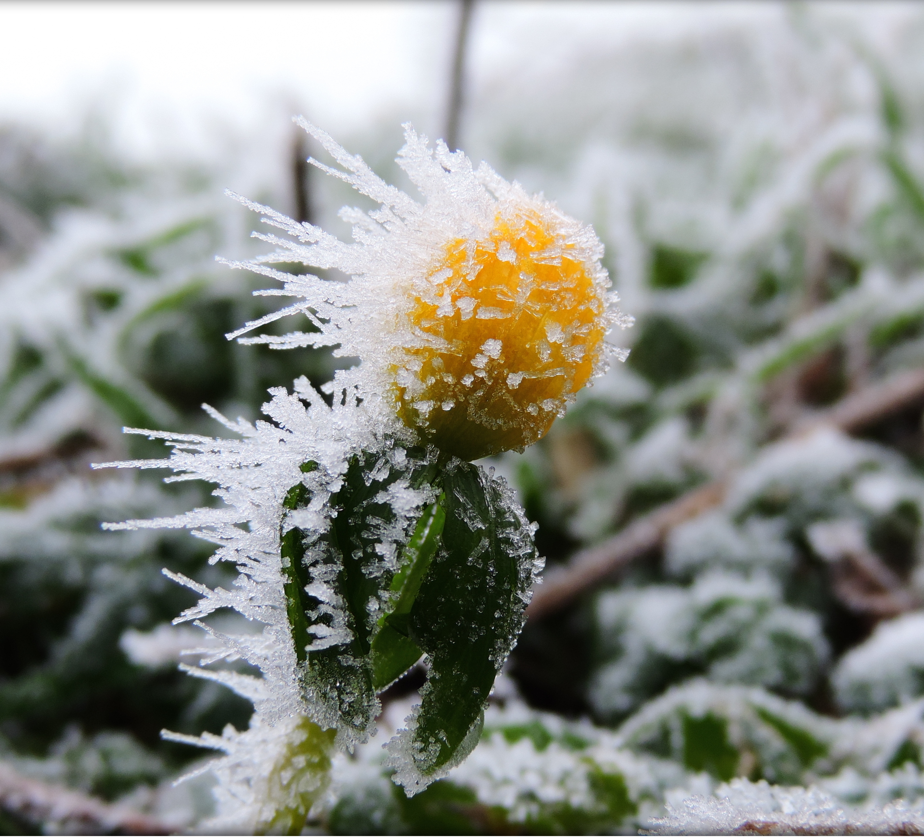 Eranthis_hyemalis_-_ozimnica