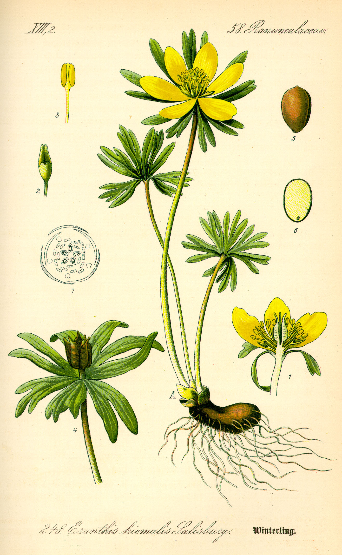 Illustration_Eranthis_hyemalis0