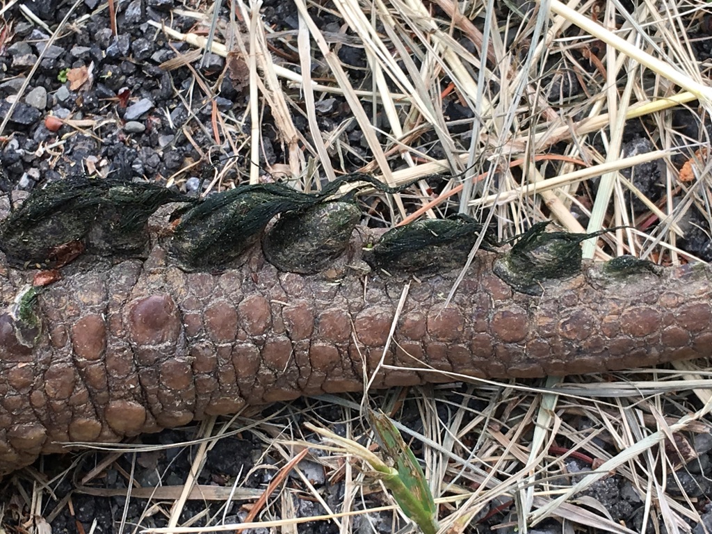 Snapping turtle algae on the tail