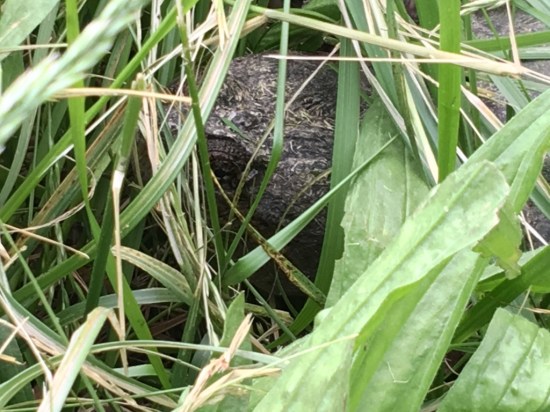 snapping turtle eye in grass