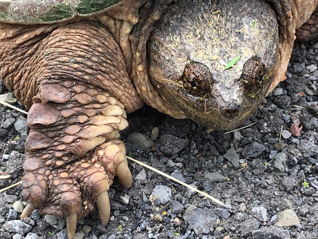 Snapping turtle head