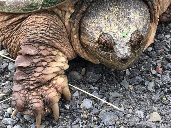 Snapping turtle head