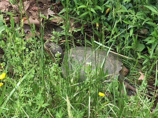 snapping turtle on the move in the ditch