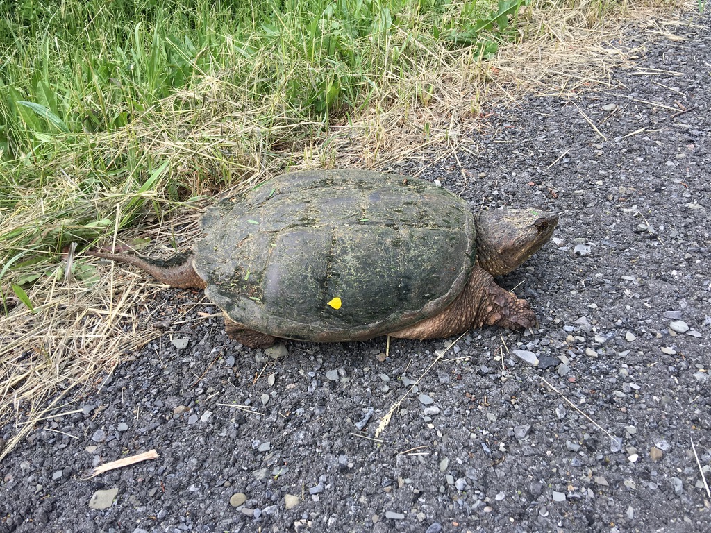 Snapping turtle with buttercup petal 2