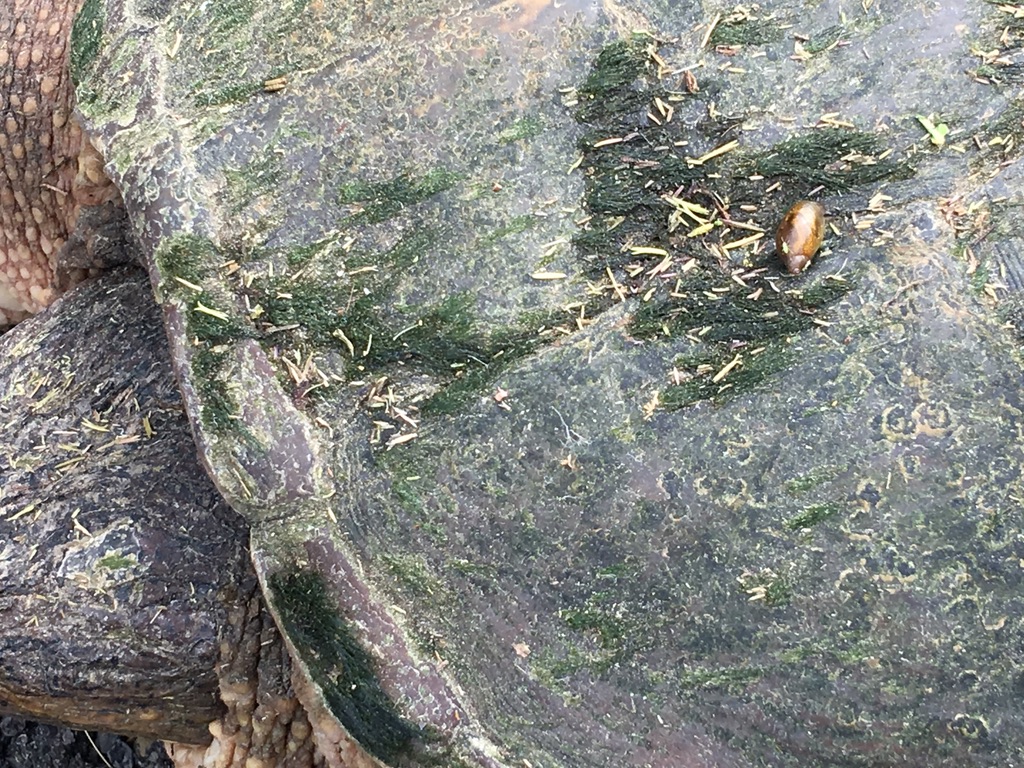 Snapping turtle with snail
