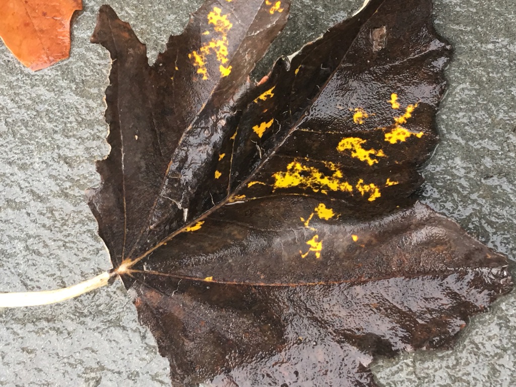 Feuille-morte, or the art of dead leaves – elizabeth winpenny