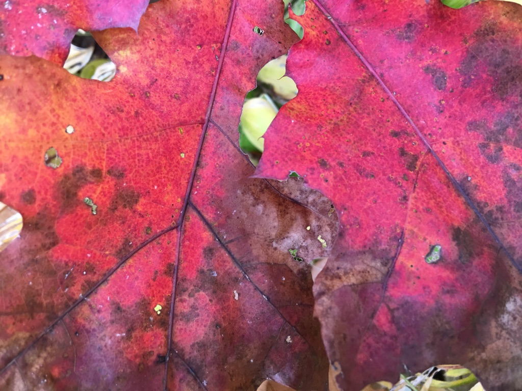 Feuille-morte, or the art of dead leaves – elizabeth winpenny